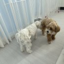 포그니유치원 이미지