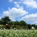 봉평 메밀꽃 축제 평창 효석문화제 이미지