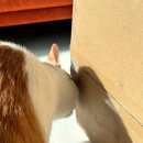 윈드포스 | 아이룸 윈드포스 F9 : 가성비 무선청소기 차이슨 생각보다 만족스러운 후기