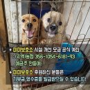 [미미보호소] 3일째 인스타그램에서 많은 모금 &amp; 3일간 모금 총계 결과 발표 : 226명 5,642,386원 이미지