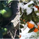 물소낭밧작은집 이미지