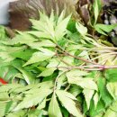 삿갓농장(2) 이미지