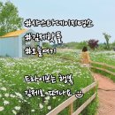 [내돈내산]김제오늘여기, 샤스타데이지 실시간 개화상황(25.5.13) ♪