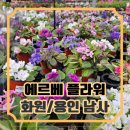 남사-12 | [용인 남사/화원] 에르베 플라워 아울렛_화원방문기2
