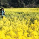 영화꽃화원 이미지