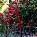 원예심리상담사 이미지