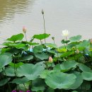 금 강  1 이미지