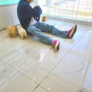 마마스미독 강아지분양 부산덕천점 이미지