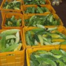 여주-0098 이미지