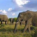 코끼리 - 서구 달서로 286-1 | 코끼리