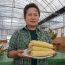 싱싱팜농장 이미지