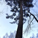 자작나무숲 가는 길 이미지