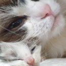 엘름트리 캐터리 이미지