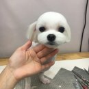 블링펫살롱 이미지