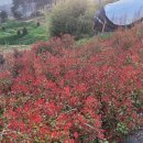 이상농장 이미지