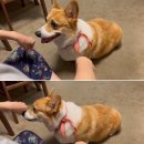 뿔난강아지 이미지