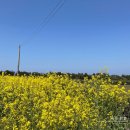 세븐일레븐함덕삼다점 | 제주도 동부 뚜벅이 혼여 :: 8일차 함덕 육삼 김치찌개