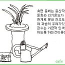 한국춘란 겨울철 일기변화에 따른 관리/02(월계난822) 이미지