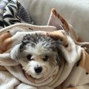 펫트리 | 매일 산책하는 강아지 필수템 펫트리 풋풋하개 강아지 풋샴푸 후기