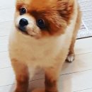 하이독 이미지