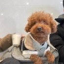 두꺼비PC | 평창 라마다 호텔 앤 스위트 펫룸 스탠다드 더블룸 내돈내산 이용후기