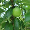 청솔바이오 이미지