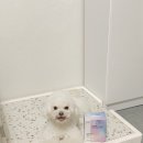 비피펜션 | 누터스가든 유산균 락토비피 멀티 프로바이오틱스🌿