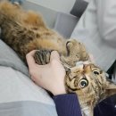 행복한고양이동물병원 이미지