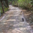 로이네 애견호텔 이미지