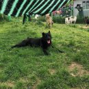 까미의 입양전제 임보 소식❤️ 이미지