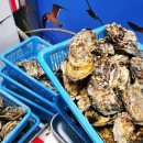 통영수산식품연구소 - 207272 | 통영수산식품연구소