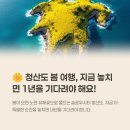 전복오감여행학교 | 청산도 여행 아름다운 유채꽃과 슬로우시티의 매력