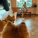 오멍가멍 애견카페&호텔 네이버블로그