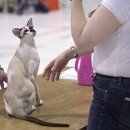 애묘(고양이)백과 - 세이셸 (Seychellois) 이미지