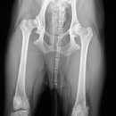 에스동물병원 이미지