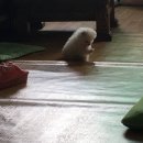 젤리멍 이미지