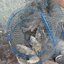 힐링호좌대 이미지