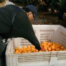 오렌지 농장 이미지