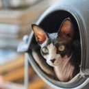 스핑크스의 숲 이미지