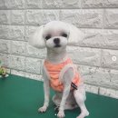 강사모백화점 이미지