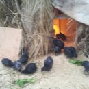 오계농장 이미지