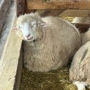 콩이네 이발소 이미지