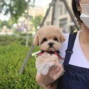귀여몽