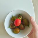 사계절마트 | 산지직송 대추방울토마토, 사계절토마토 배송 후기! 보관법과 간단요리