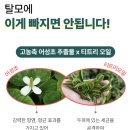 실비에라 그린티 트리니티 헤어토닉 실제후기