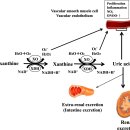 활성산소 탐구 --＞ 1980년 RNS, NO 개념 이해 2022리뷰!! 이미지