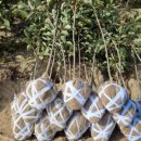 일심2로 R 이미지