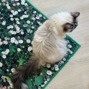 삼보사랑부산연사 | 서면 집사의하루 고양이카페 부산 유기묘 입양 내돈내산 솔직후기