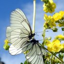 나비사랑 이미지