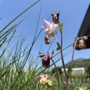 싱잉볼 힐링명상 이미지